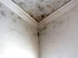 Best Mold Removal for HVAC Installations  in Fayette, OH